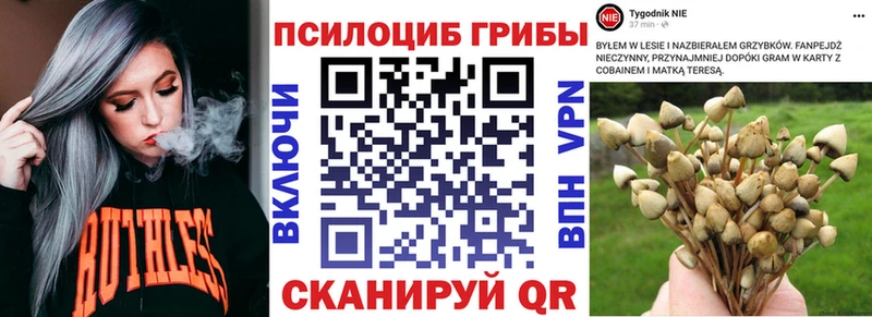 купить  цена  Гаврилов-Ям  Псилоцибиновые грибы Cubensis 